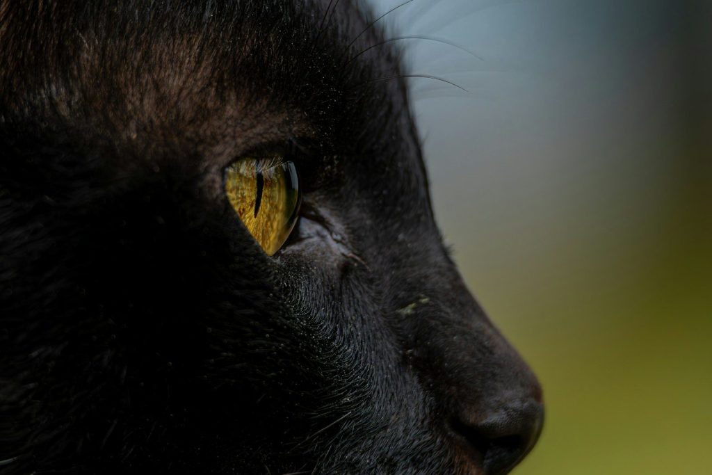Close up of a black cat's yellow eye