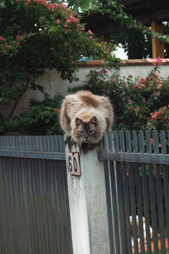 Fluffy cat sits on a fence post.