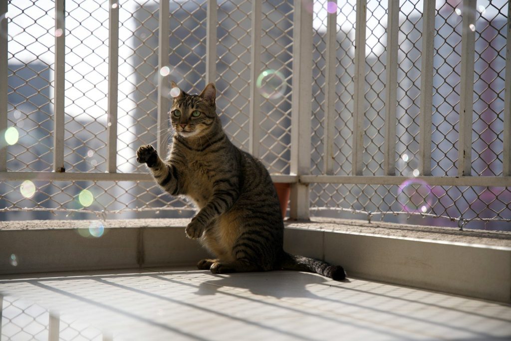 A cat standing on its hind legs in front of a fence