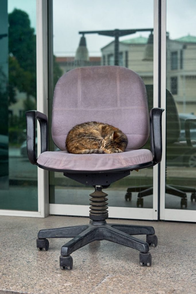 A cat is sleeping on a chair outside