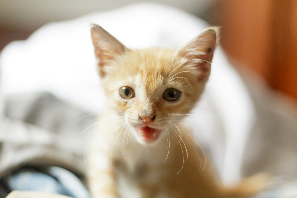 orange tabby kitten