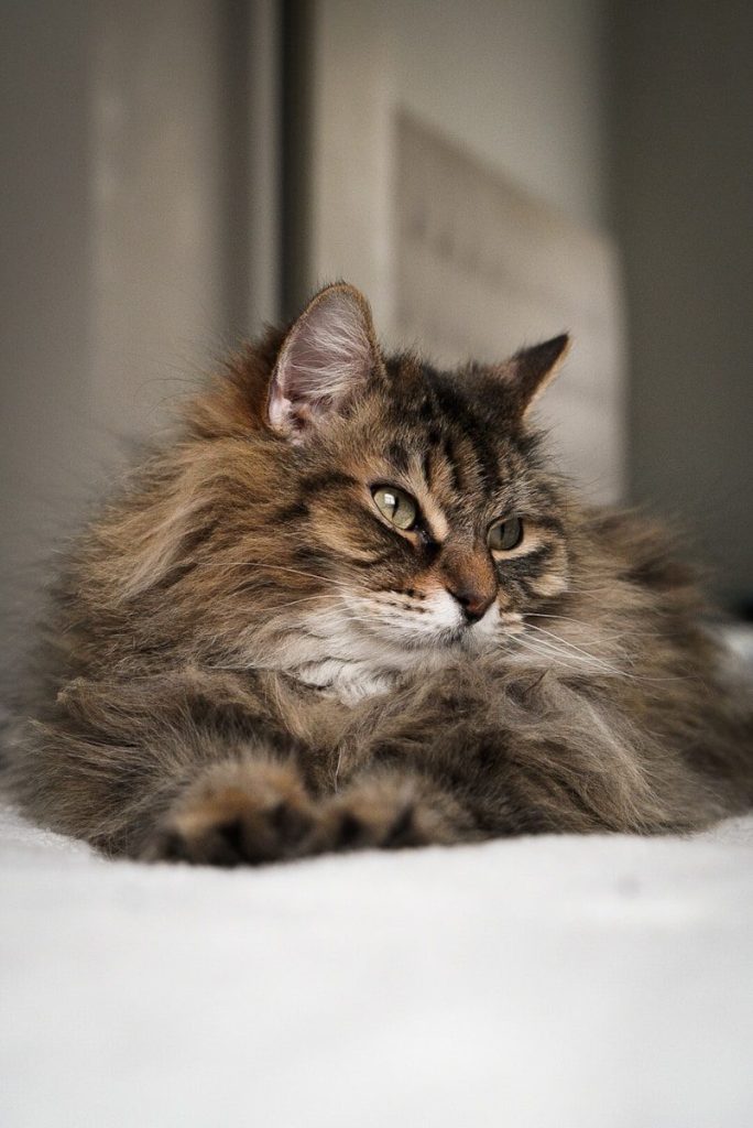 a fluffy cat laying on top of a bed