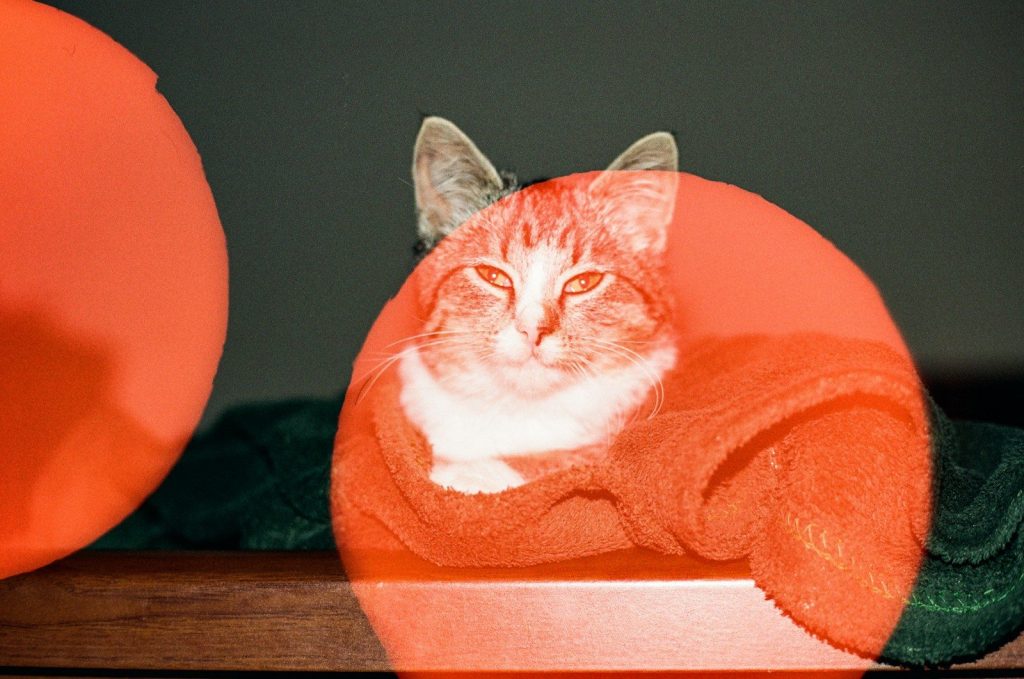 Tabby cat with orange overlay sits on shelf.