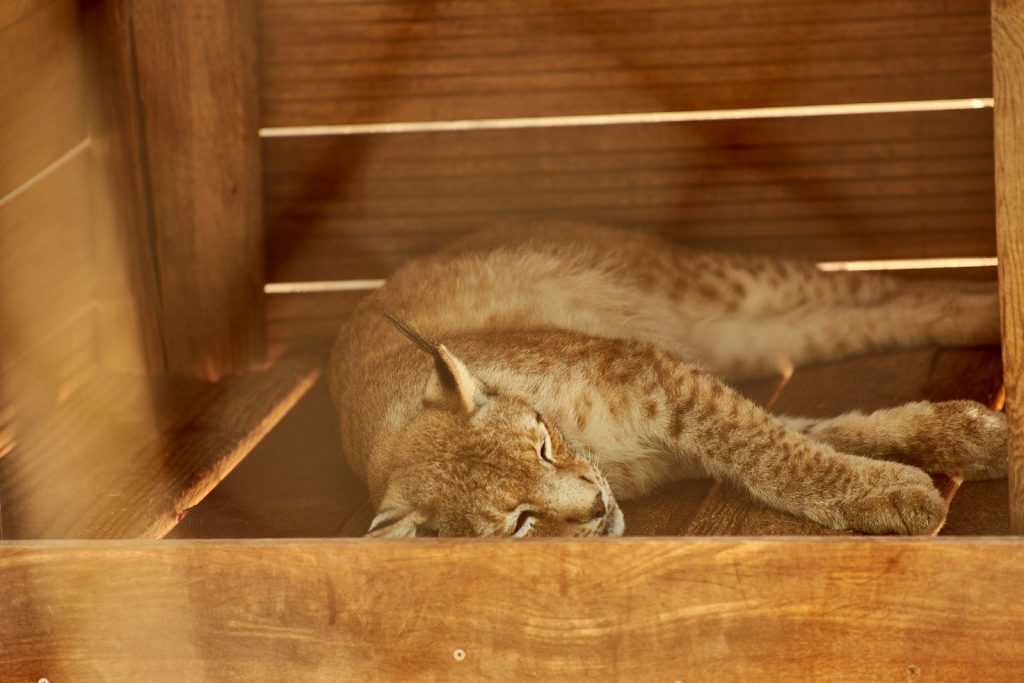 a cat lying on a wooden surface