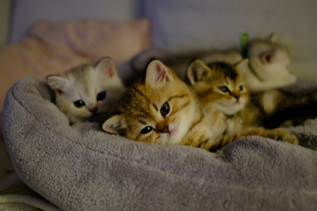 Four adorable kittens resting in a soft bed