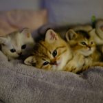 Four adorable kittens resting in a soft bed