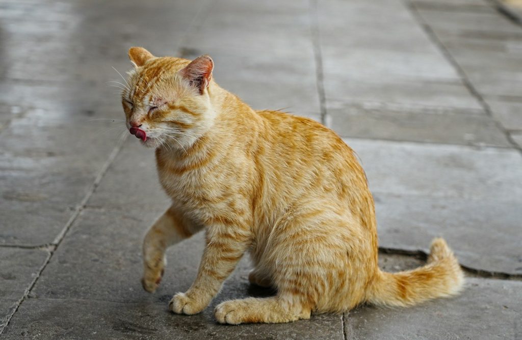 Orange cat licking itself on the pavement.