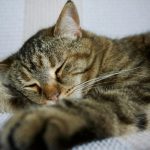 brown tabby cat lying on white textile