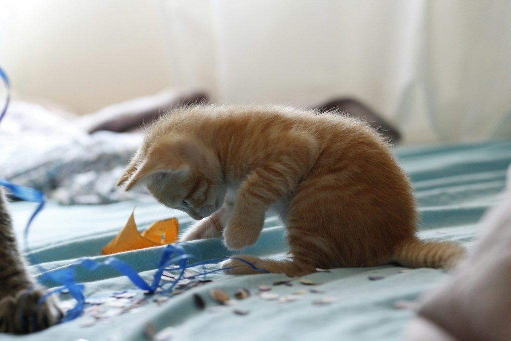shallow focus photo of orange tabby kitten
