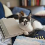 white and black cat on blue and yellow book