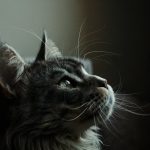 silver cat