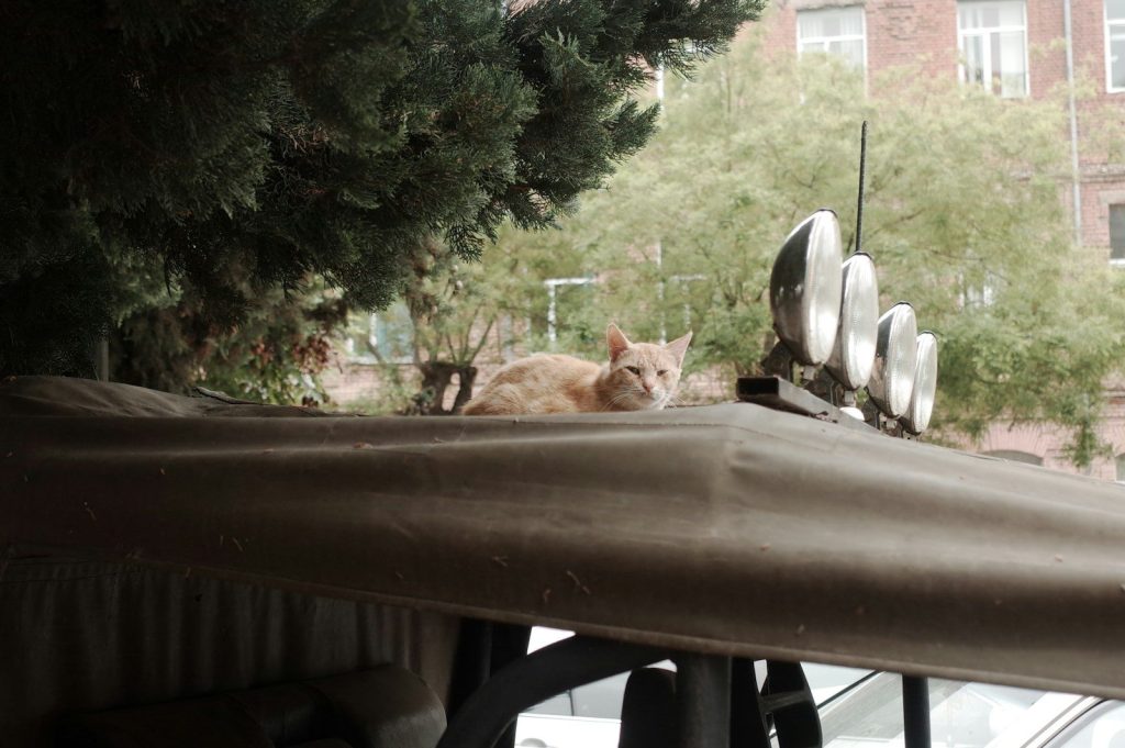 A cat rests atop a vehicle's roof.