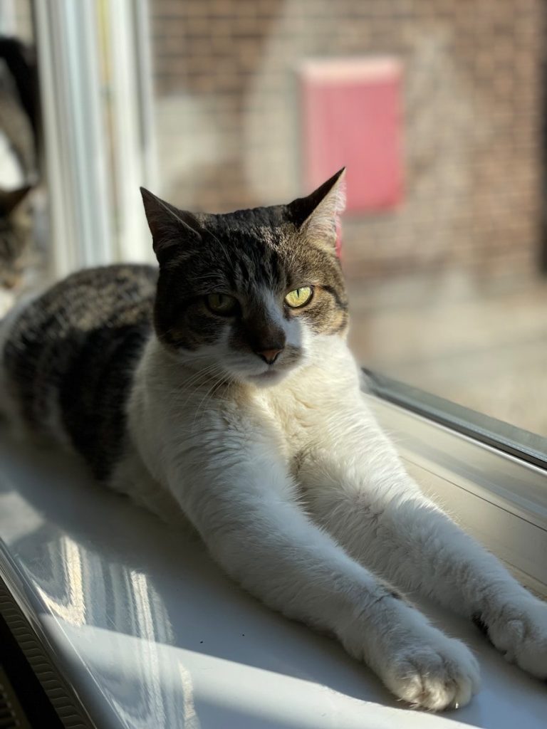 a cat lays on top of a car