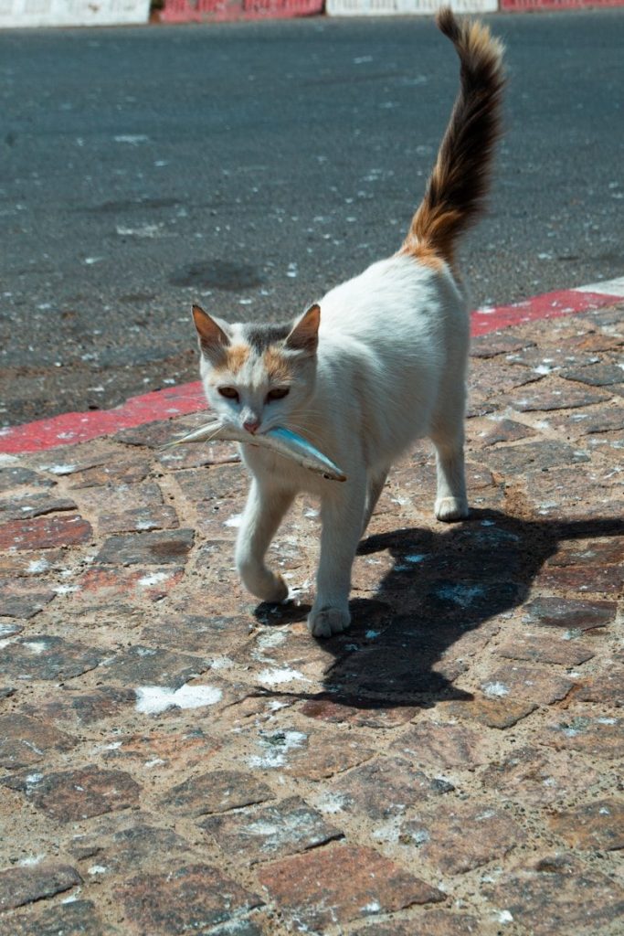 a white cat with a blue frisbee in its mouth