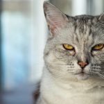 white and gray cat in tilt shift lens