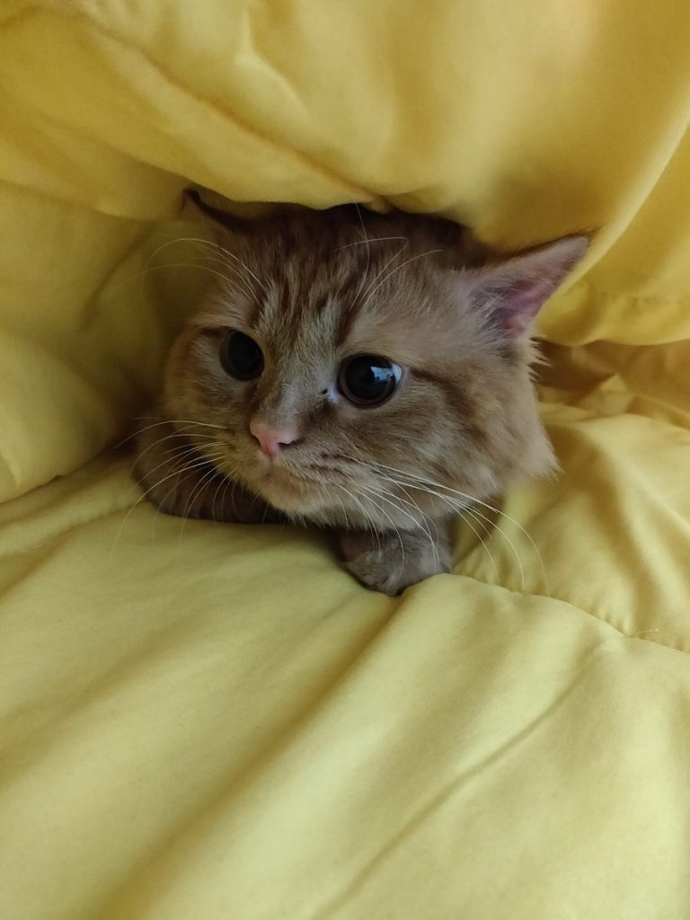 brown and white cat on yellow textile