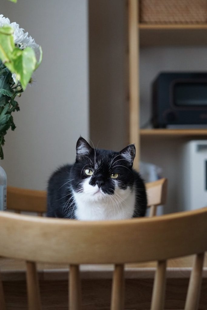 a black and white cat sitting on a wooden chair