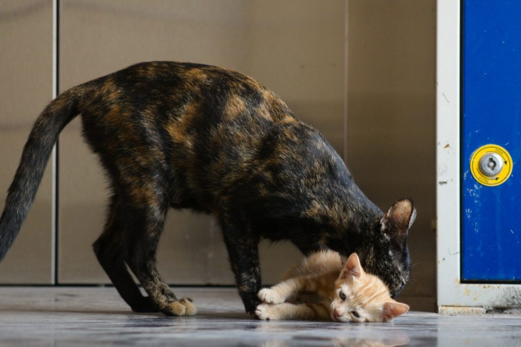 A cat is playing with a kitten on the floor