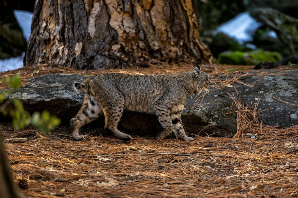 a bobcat walking through a forest next to a tree