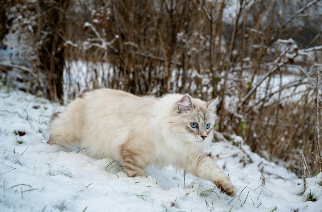 a cat walking through the snow in a wooded area