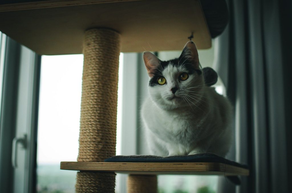 a cat sitting on top of a cat tree
