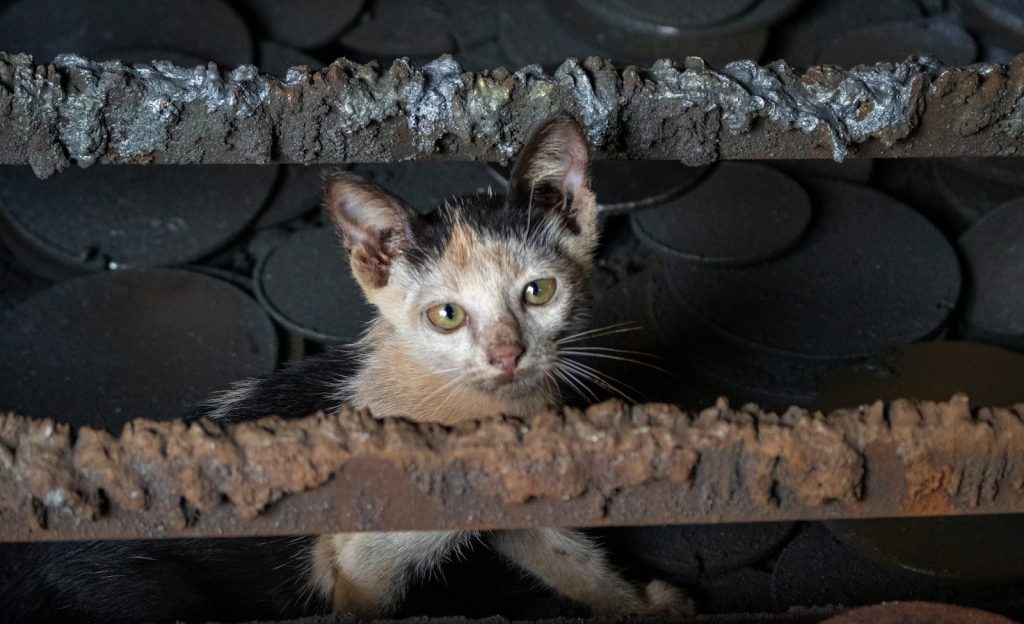 A small kitten peeks through rusty metal bars.