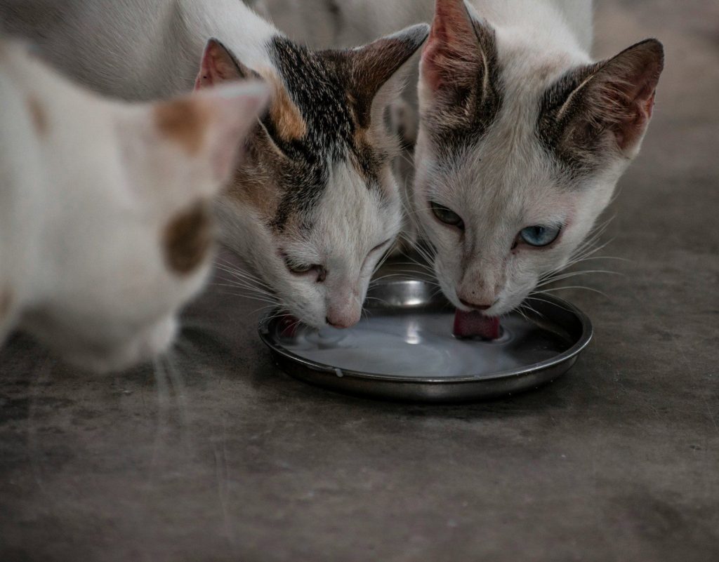 a couple of cats eating food out of a plate
