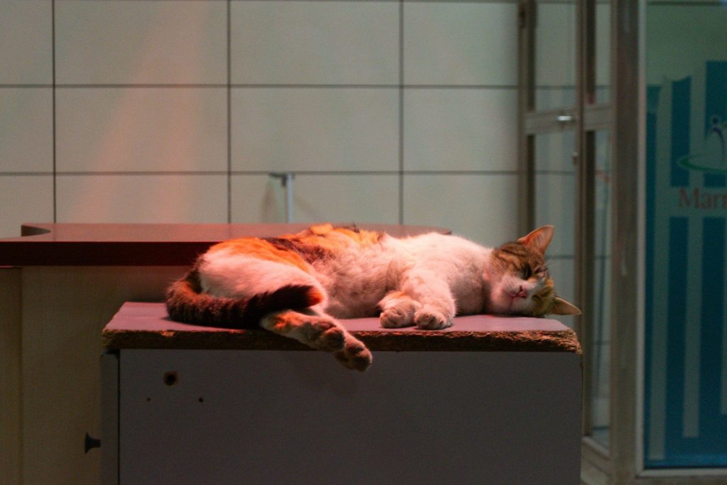 A calico cat sleeps on a surface.