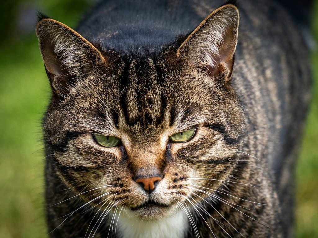 a close up of a cat with green eyes