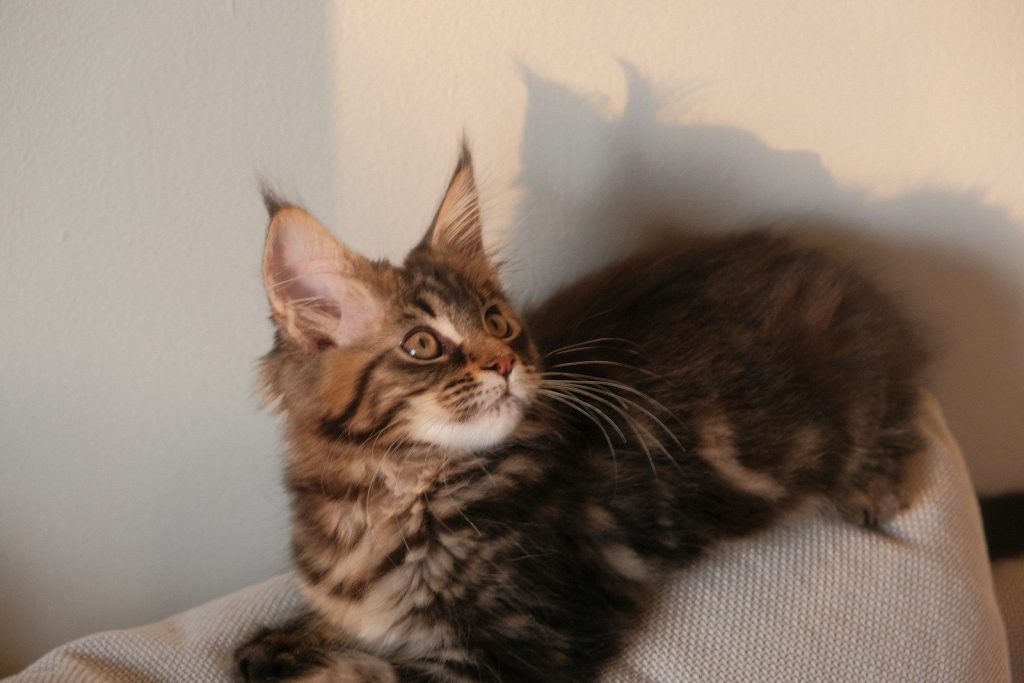 A cat sitting on top of a white pillow