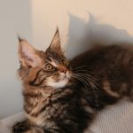 A cat sitting on top of a white pillow