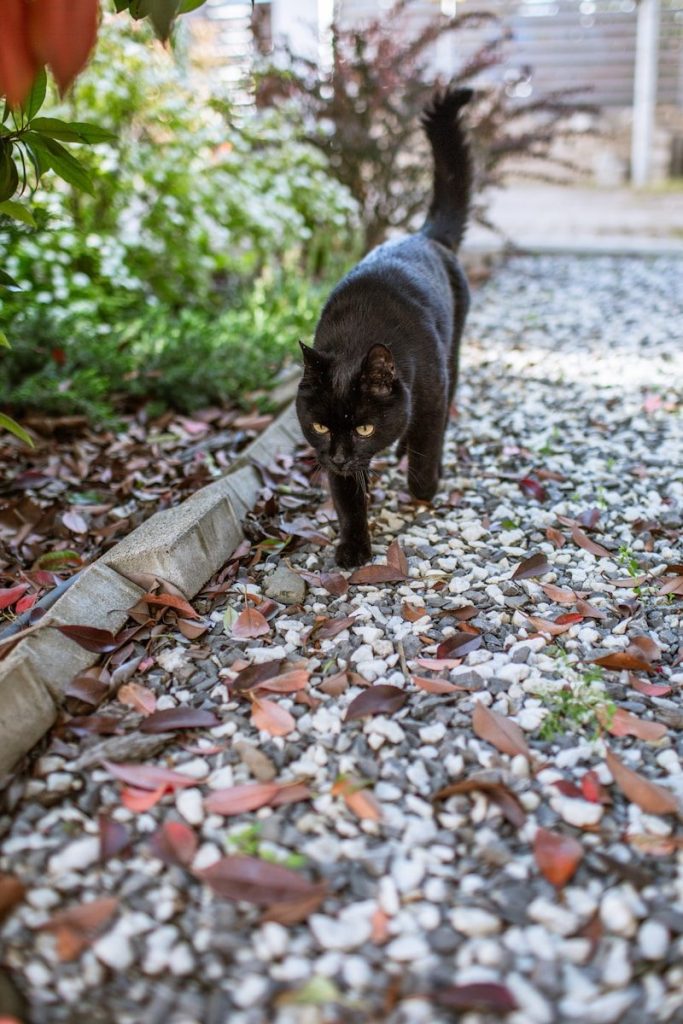 A black cat walks on a gravel path.