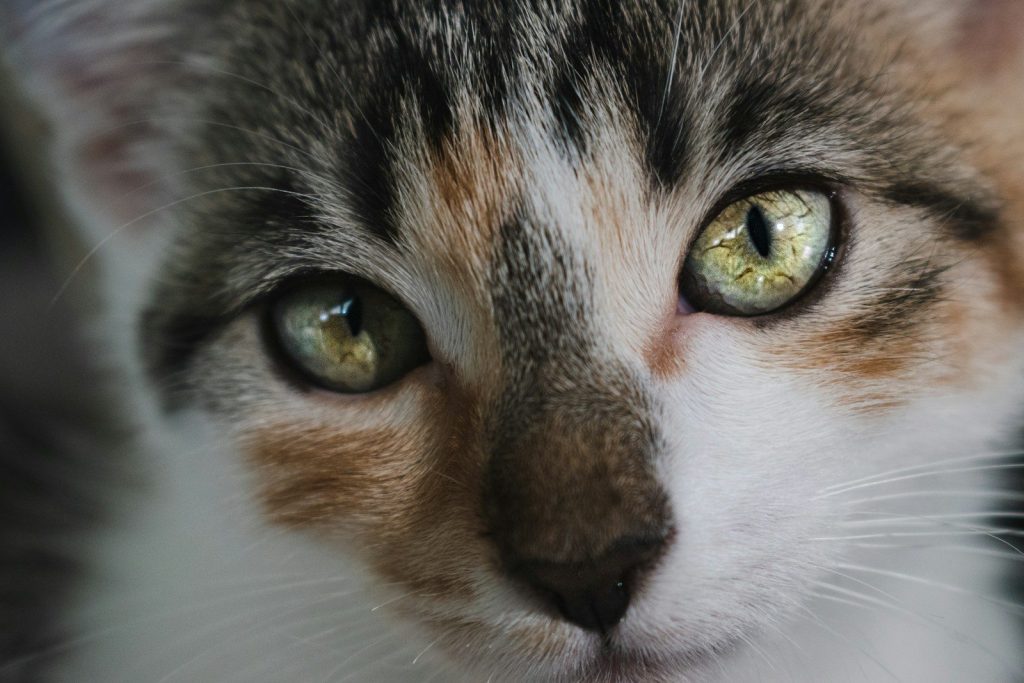 a close up of a cat with green eyes