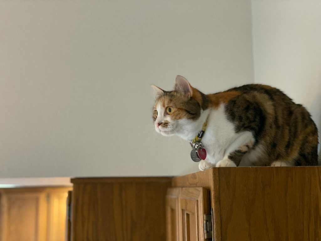 brown and white cat on brown wooden cabinet