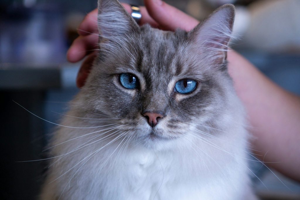 A gorgeous cat is being affectionately pet.