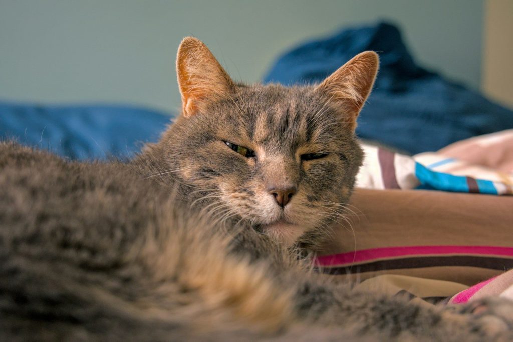 A gray cat relaxing on a bed.