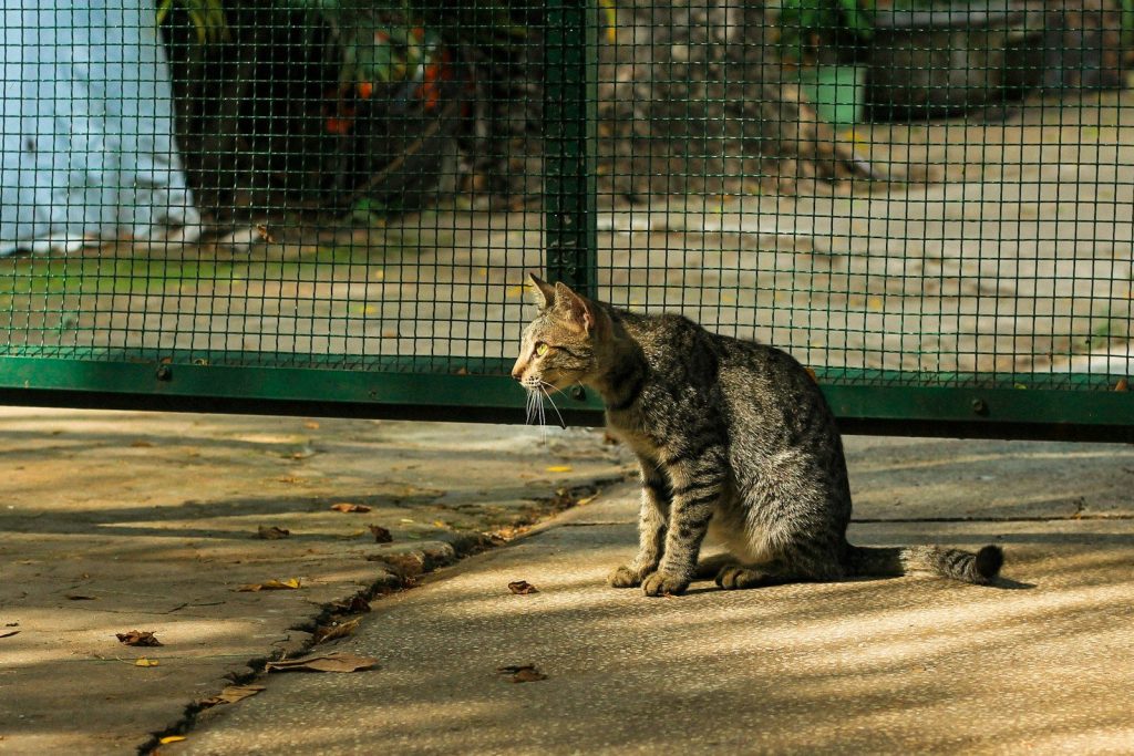 A cat sits on a concrete surface.