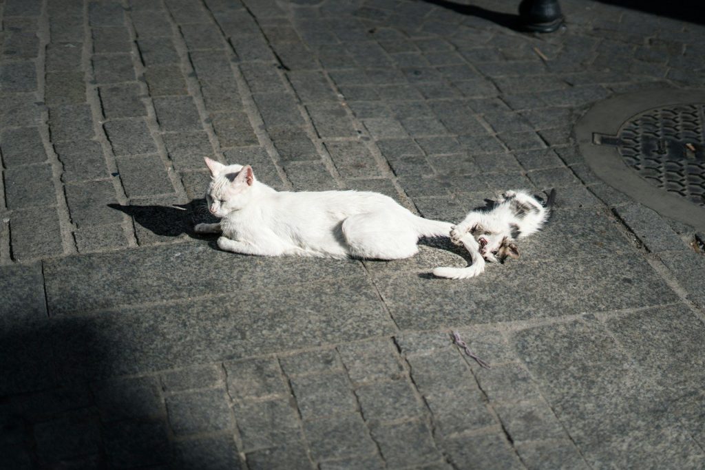 Two cats resting on a cobblestone street