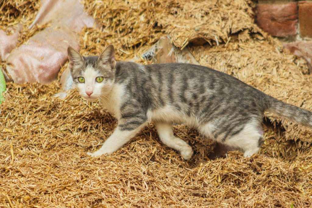 A cat walking across a pile of hay
