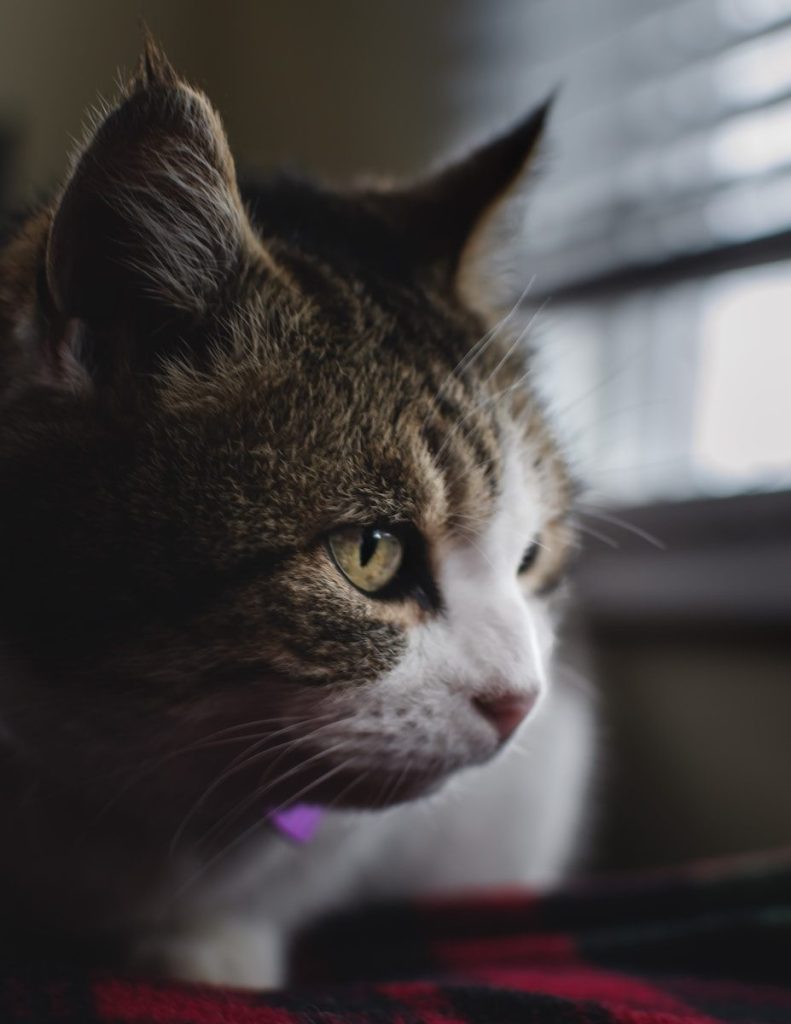 brown tabby cat with purple and pink light