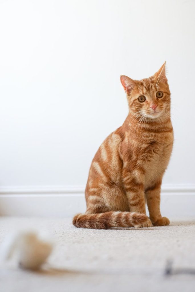 a cat sitting on a white surface