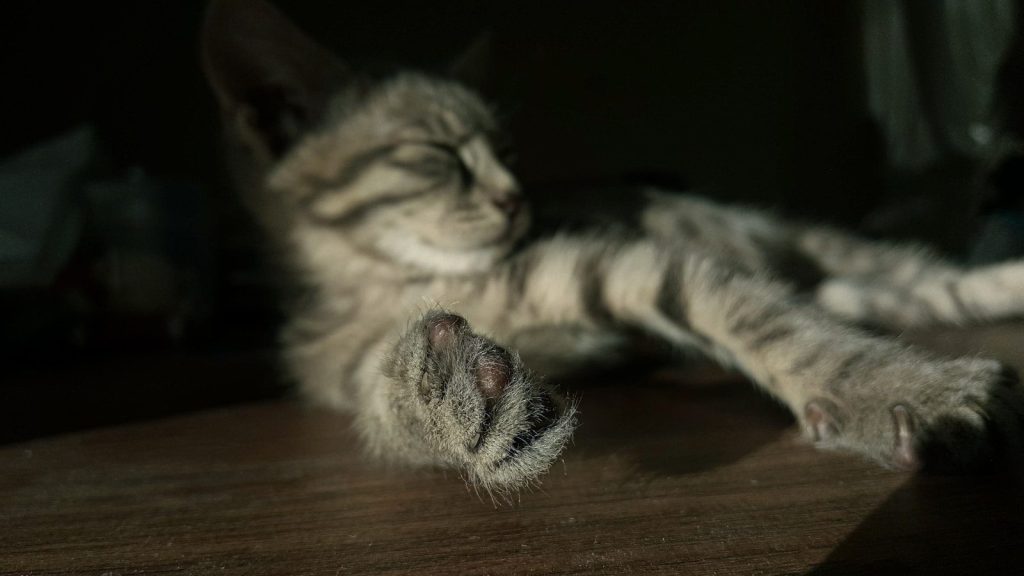 silver tabby cat lying on brown wooden floor