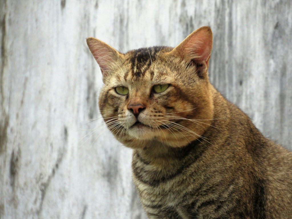 a close up of a cat near a wall