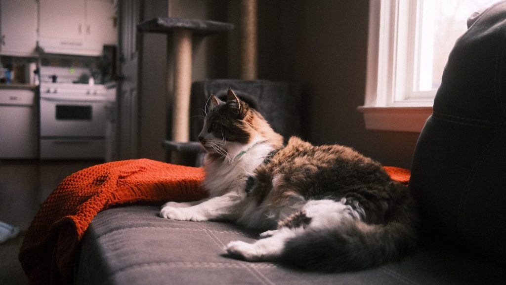 a cat laying on a couch in a living room