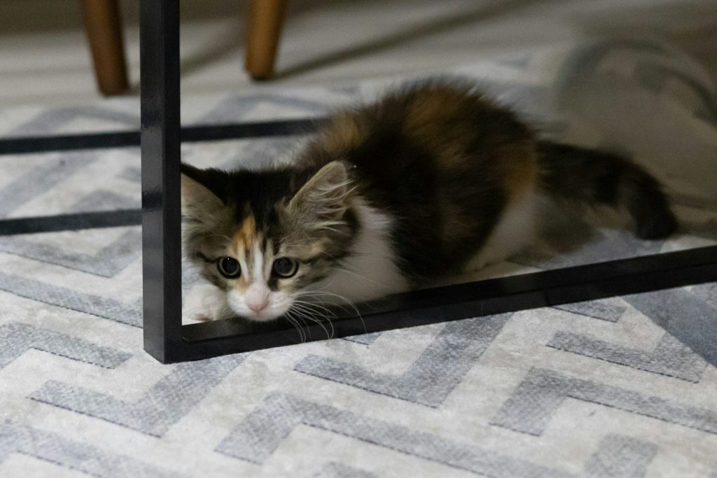 a cat is laying on the floor in front of a mirror