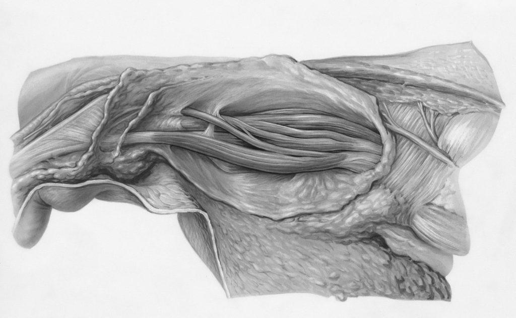 Anatomical drawing of human neck muscles and nerves
