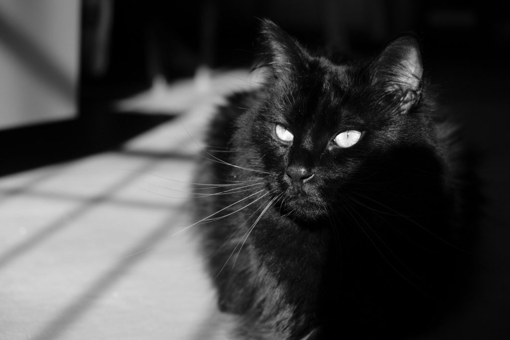 a black cat sitting on the floor looking at the camera