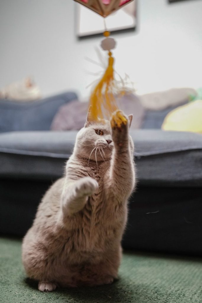 a cat with a cone on its head