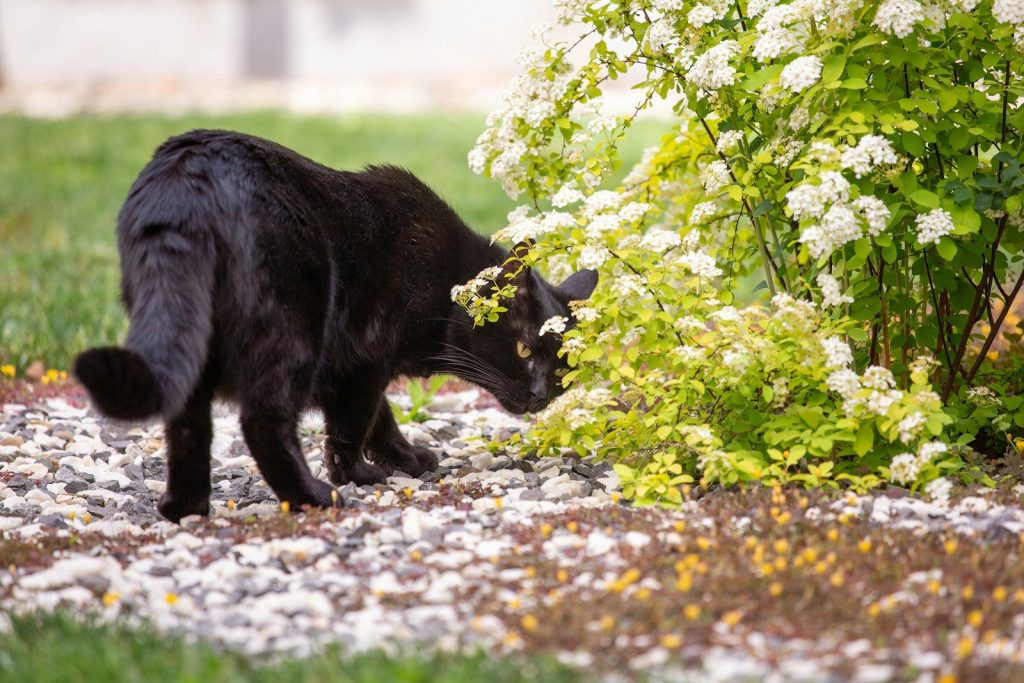 A black cat sniffs white flowers near a bush