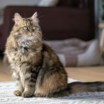 brown and black cat on white textile